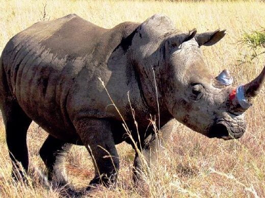 Conqueror, Dinokeng help to save the Rhino's.